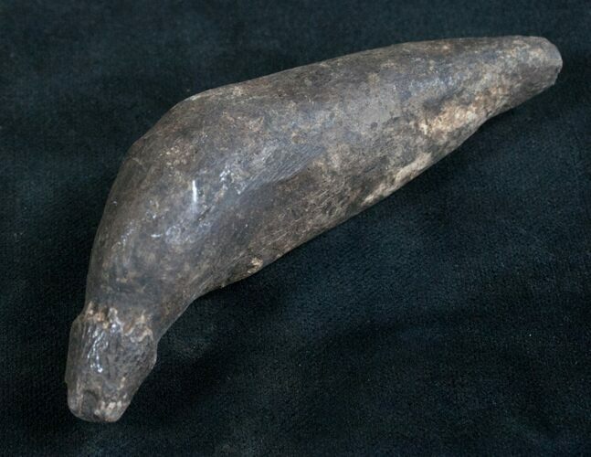 Fossil Sperm Whale Tooth - Georgia #7792